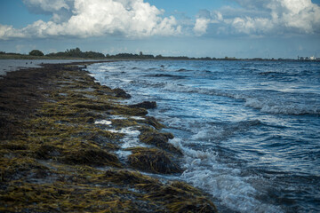 Dynamic Ocean Waves Crashing Against a Seaweed-Laden Beach on a Blustery Day