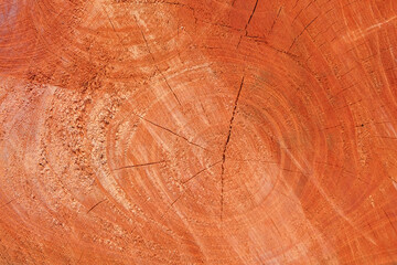 Rough and cracked wood cut surface texture background. Copy space for text. For graphic design and banners