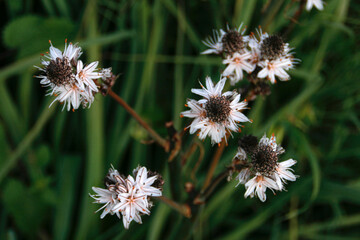 Spring, Blossom, Zen