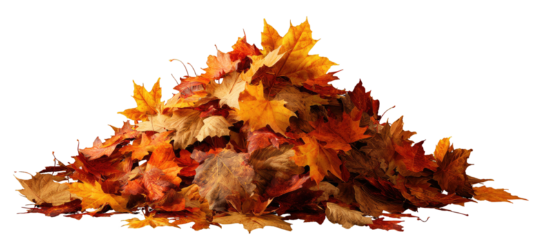 A pile of vibrant autumn leaves