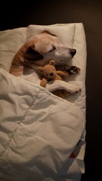 Dog sleeping eyes closed in white bed under blanket hugging cuddling bear toy. Dark room black background. High Contrast image. vertical 9:16 video footage. Top view from above