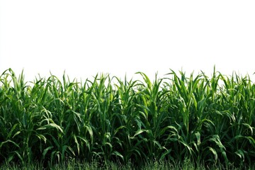 Obraz premium Lush green field of tall grasses against white background