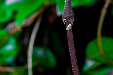 A closeup of a mealybug (Planococcus)