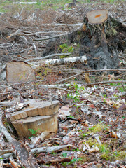 Stumps and Cut Down Trees