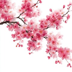 Naklejka premium Delicate pink cherry blossoms on a branch against a white background. Soft watercolor style