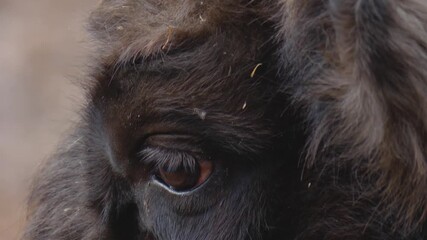 Very close up of a bison eye on a cloudy autumn day