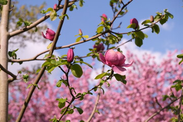 Blooming pink magnolias on the streets and in the courtyards of houses in Hamburg