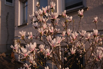 Blooming pink magnolias on the streets and in the courtyards of houses in Hamburg