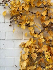 Yellow autumn leaves on the wall