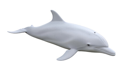 Isolated Dolphin on Seamless Background Marine Mammal Animal Kingdom Aquatic Wildlife