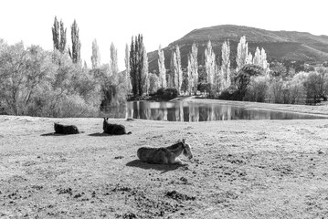 Donkey, two horses at Lake Clarens. Monochrome