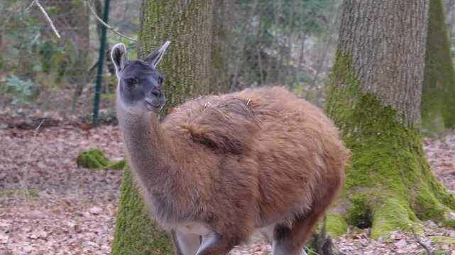 Close up of guanaco head watcing and moving around in the woods in autumn.