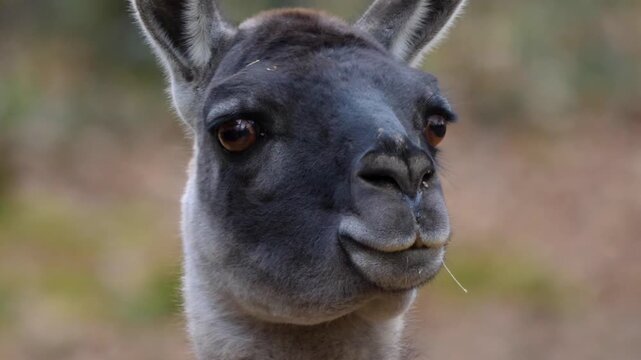 Close up of guanaco head watcing and moving around in the woods in autumn.