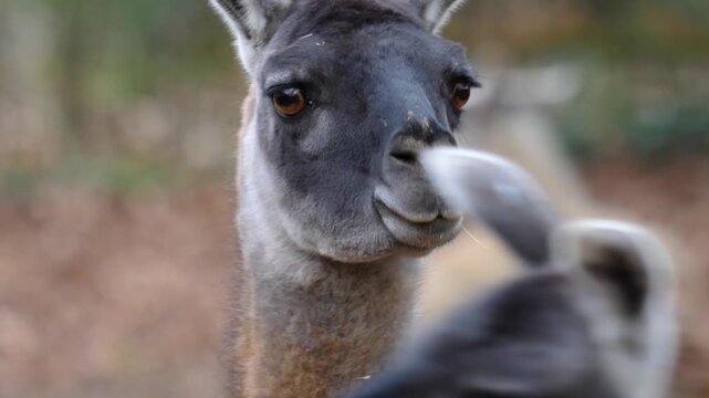 Close up of guanaco head watcing and moving around in the woods in autumn.
