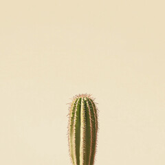 Naklejka premium A single green cactus with sharp spines stands against a smooth beige background, minimalist with ample negative space.