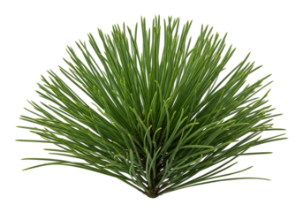 Lush green pine needles radiate outward against a pure black background.