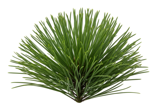 Lush green pine needles radiate outward against a pure black background.