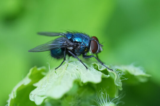 A stunning, close-up shot of a vibrant bluebottle fly resting gracefully on a textured green leaf against a blurred green background.