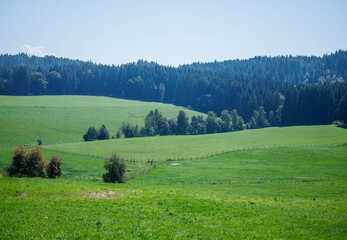 Serene green landscape with rolling hills and dense forest under clear sky
