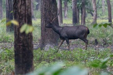 A magnificent sambar deer roams gracefully through the dense sal forest of Chitwan. Its powerful build and striking antlers reflect its dominance as one of the largest deer species in Asia