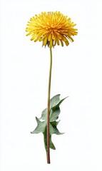 Obraz premium Single dandelion flower, vibrant yellow head, long stem, and green leaves, isolated on white background