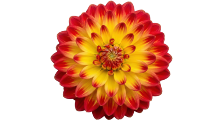 Isolated dahlia flower showing multiple layers of petals in yellow and red gradient color