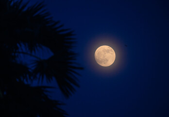 Fototapeta premium The moon rose over the Palmyra palm or wine palm, or ice apple (Borassus flabellifer) trees, the day before the lunar eclipse, and Corona is visible around the Waxing Gibbous Moon. Lunar corona, bat