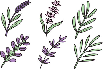 Hand-drawn Lavender and Green Leaf Sprigs on vector Illustration White Background