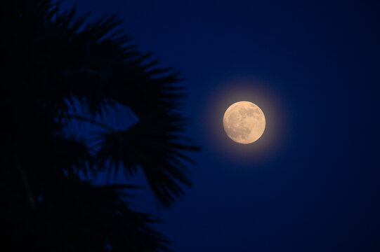 The moon rose over the Palmyra palm or wine palm, or ice apple (Borassus flabellifer) trees, the day before the lunar eclipse, and Corona is visible around the Waxing Gibbous Moon. Lunar corona, bat