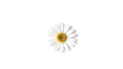 A fresh daisy stands centered on a white backdrop, highlighting its delicate petals.