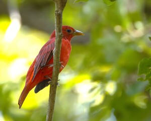 Vibrant red bird in lush greenery.