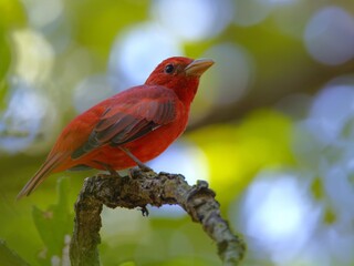 Red bird perched on a branch.