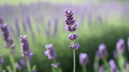 A single lavender stalk in sharp focus, stands tall amidst a softly blurred field of its purple brethren, bathed in soft, natural light