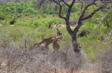 Afrikanische Tiere Giraffen im Busch vom Krüger National Park - Kruger Nationalpark Südafrika