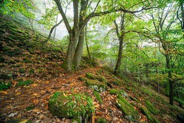 Fototapeta premium Herbstlicher Wanderweg in Edenkoben zur Rietburg mit Nebel, Lichtstimmung und knorrigen Bäumen an der Villa Ludwigshöhe