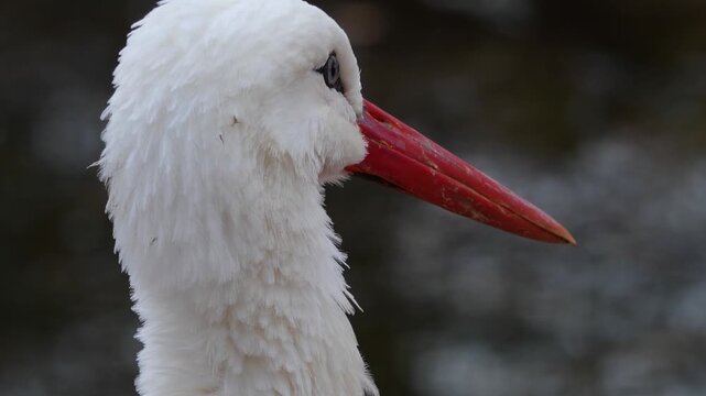 Close up of an adult storks head standing and looking around ona cloudy autumn day