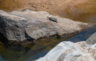 Afrikanische Tiere, Gezähnte Scharnierschildkröte - Serrated hinged terrapin im Krüger National Park Südafrika