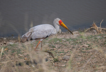 Afrikanische Tiere Gelbschnabelstorch - Nimmersatt - Yellow-billed Stork im Busch vom Krüger National Park Südafrika