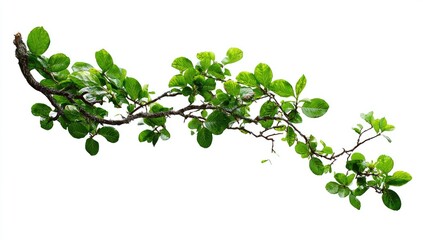 Obraz premium A slender branch with vibrant green leaves extends horizontally against a white background