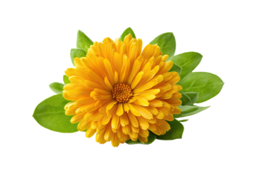 Close-up of a vibrant yellow flower with green leaves