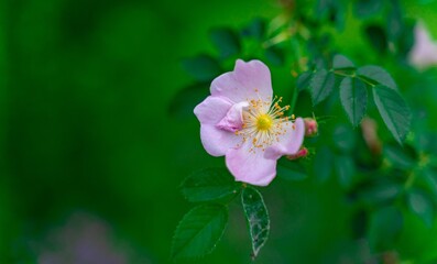 Delicate Pink Wild Rose in a Garden