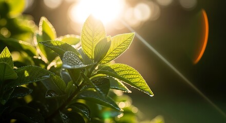 Obraz premium Dew-kissed leaves bathed in morning sunlight, showcasing intricate leaf details and vibrant green hues.