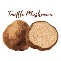 truffle mushroom in watercolor illustration style, isolated vector on white background