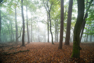 Obraz premium Herbstlicher Wanderweg in Edenkoben zur Rietburg mit Nebel, Lichtstimmung und knorrigen Bäumen an der Villa Ludwigshöhe
