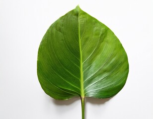 Obraz premium green stem with single leaf isolated on white background flora single bloom