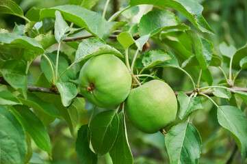 Green Apples Growing on a Branch