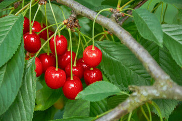 Ripe Red Cherries Clustered on a Tree Branch