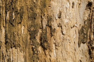 Close up background of dry and rough brown tree bark texture. Ecological and environmental concept....