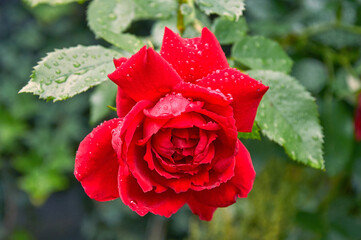 Bold Red Rose with Sparkling Raindrops in a Garden
