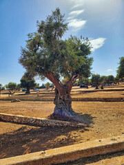 Empty street basketball court. Olive trees plantation. Arganiers dans la vallee du souss sud du maroc. An old tree planted in the field. Autumn forest trees. Basketball hoop near the tree.